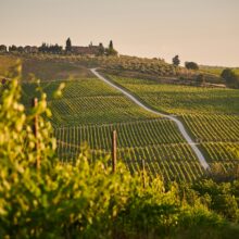 Vineyard